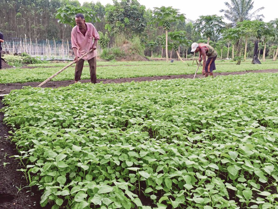 Traditional agricultural education is focused on increasing production to sustain a growing and increasingly urban and industrial population. FILE PIC