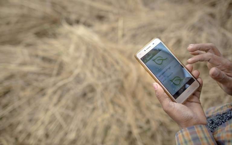 A farmer uses a mobile app, while working in a rice field on the outskirts of Yangon. New smartphone apps are providing farmers with up-to-date information on everything from weather, climate change, crop prices to advice on pesticides and fertilizers  