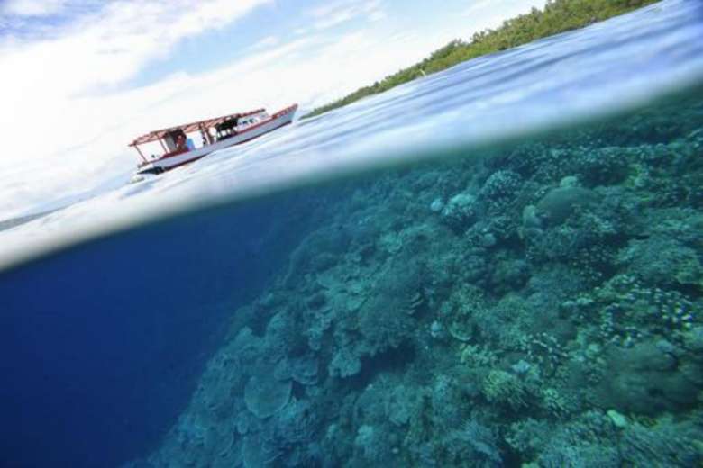 Coral reefs at Indonesia's protected Bunaken Island marine national park on May 14, 2009.PHOTO: AFP
