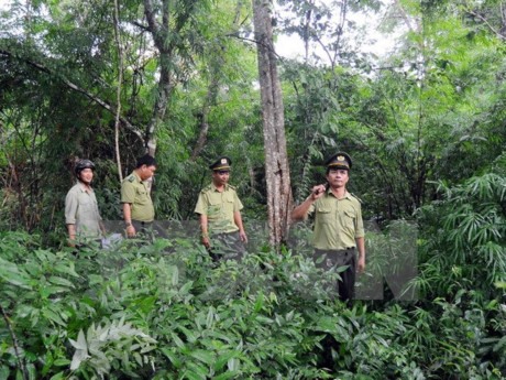 Forest management officials inspect a forest in the northern province of Tuyên Quang. – VNA/VNS Photo Read more at http://vietnamnews.vn/society/374723/vn-sets-goals-for-sustainable-forestry-development.html#Rl7awsPDwgw647Vw.99