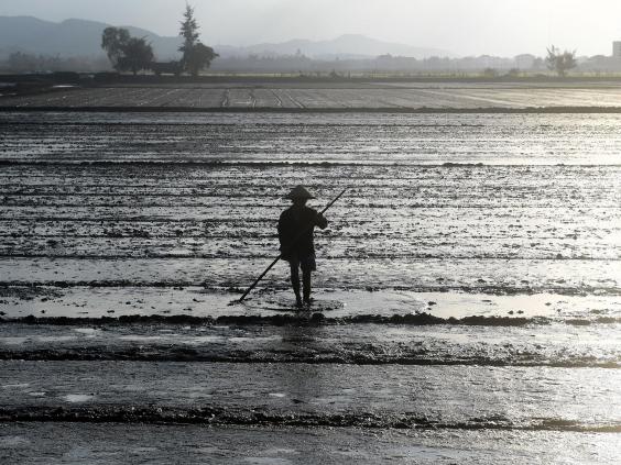 A worker in a paddy field. Man-made dykes are preventing proper nutrients from reaching the rice crop in certain areas of the delta (Getty)