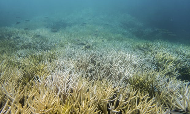  Bleached coral in Guam in 2017. Photograph: David Burdick/AP