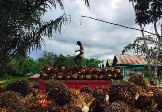 A worker in East Kalimantan, Indonesia, loads palm fruit into a truck for transport to a factory that will process it into palm oil -- an ingredient in a wide range of consumer products. Credit: Joann de Zegher / Stanford University