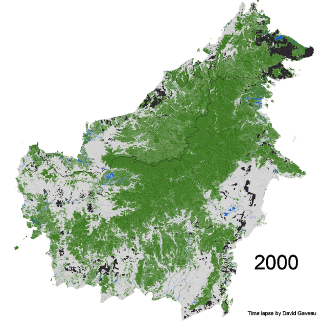 New animated map of Borneo reveals expansion of industrial oil palm and pulpwood plantations (black: 88% oil palm and 12% pulpwood) and forest loss (green to another color) every year since year 2000 until 2017. Green to white= forest loss, green to black= forest cleared and converted to plantations in the same year, green to blue= forest permanently flooded by hydropower dams (see in the state of Sarawak, Malaysia), white to black=non-forest cleared and converted to plantations. The expansion of logging roads to extract natural timber are also clearly visible on this time lapse animation (see in the state of Sarawak where logging roads progressed right up to the border with Kalimantan.