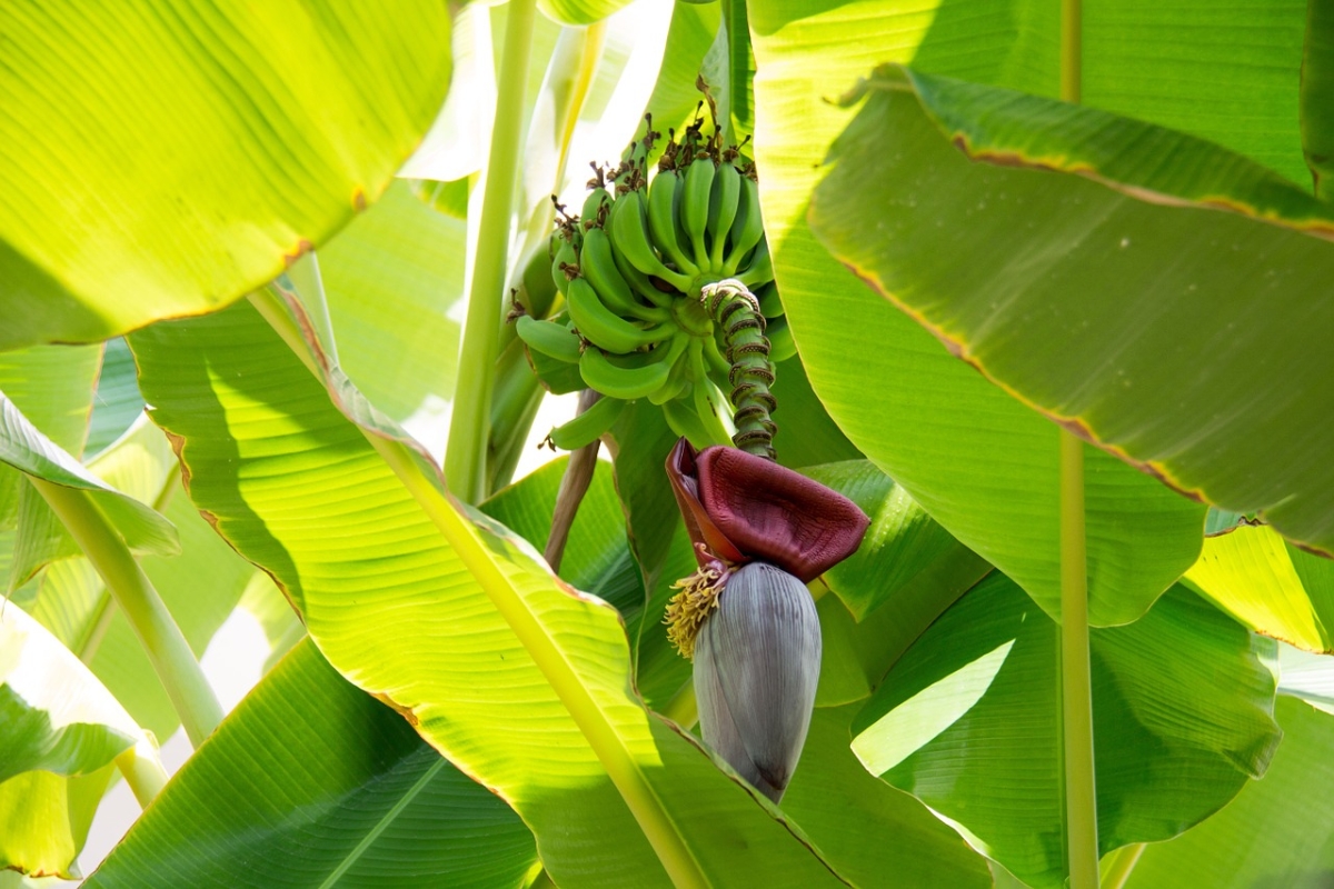Banana tress are found throughout the year in tropical places such as the Northeast File image