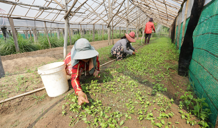 Farmers growing lettuce in a greenhouse in Cambodia for a green economy, including the expansion of climate-smart agriculture. (Photo by: Khmer Times)