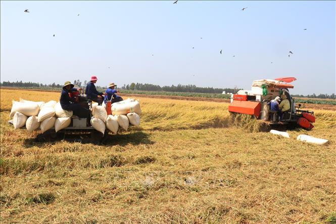 Harvesting rice in Mekong Delta (Photo: VNA)