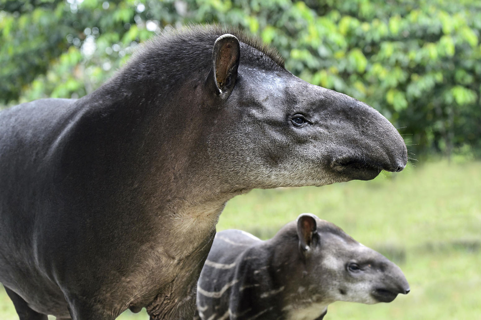 10 Feb 2015, Yasuni National Park, Ecuador. South American tapir (Tapirus terrestris), female with young, tapir family (Tapiridae), Amazon rainforest, Yasuni National Park, Ecuador, South America. © Guenter Fischer/imageBROKER/Corbis