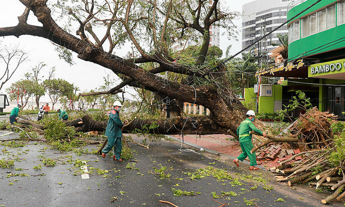 Multiple trees are uprooted by strong winds from storm Molave's onslaught in central Vietnam provinces, October 28, 2020. Photo by VnExpress/Nguyen Dong.