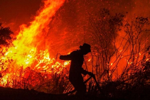 Things to know about palm oil and Indonesia&#039;s raging forest fires