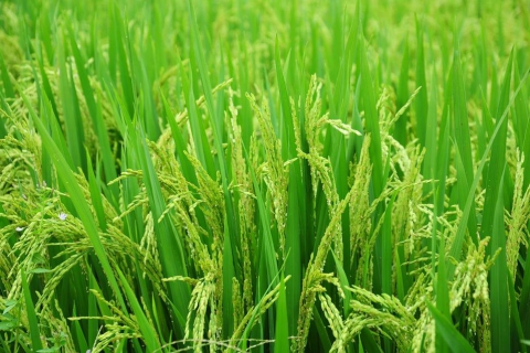 Weather-Resistant Rice