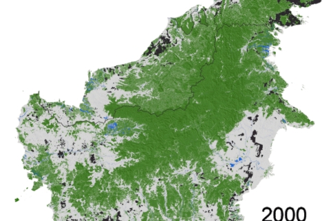 Deforestation in Borneo is slowing, but regulation remains key