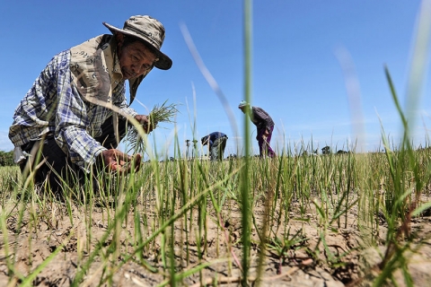 “Worst drought in living memory”, Thai farmers in the north