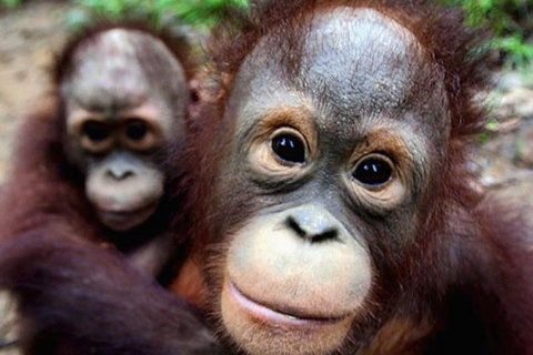 Conservation in focus as survey shows drop in Malaysia orangutans