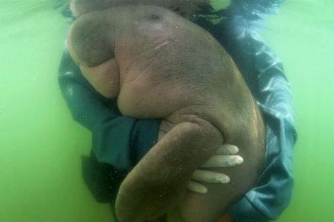 Beloved Thai baby dugong dies with plastic in stomach